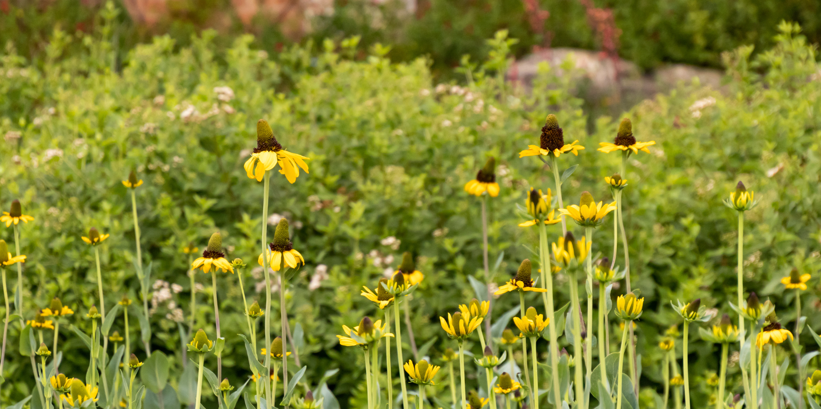 Midsummer Blooms – Page 2 – Native Gardeners