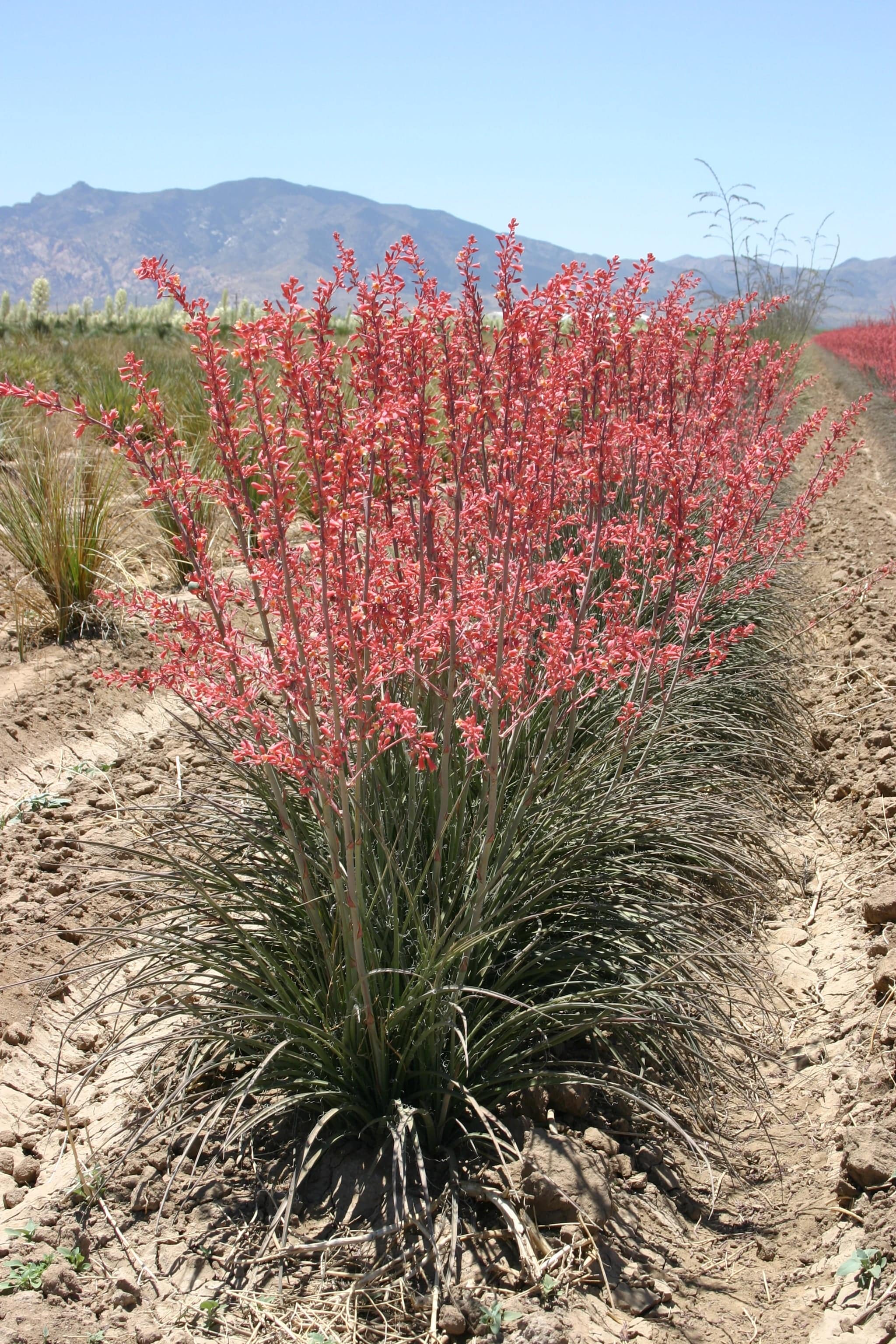 red yucca succulent Hesperaloe 'Desert Flamenco'