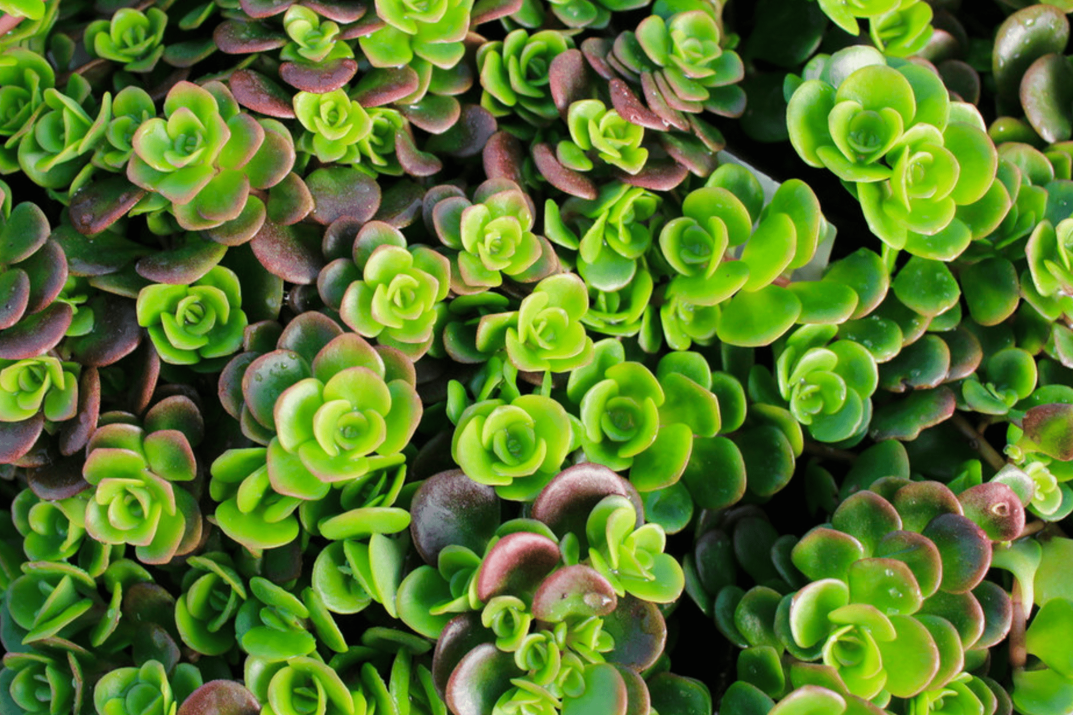coral succulent Sedum 'Coral Reef' – Native Gardeners