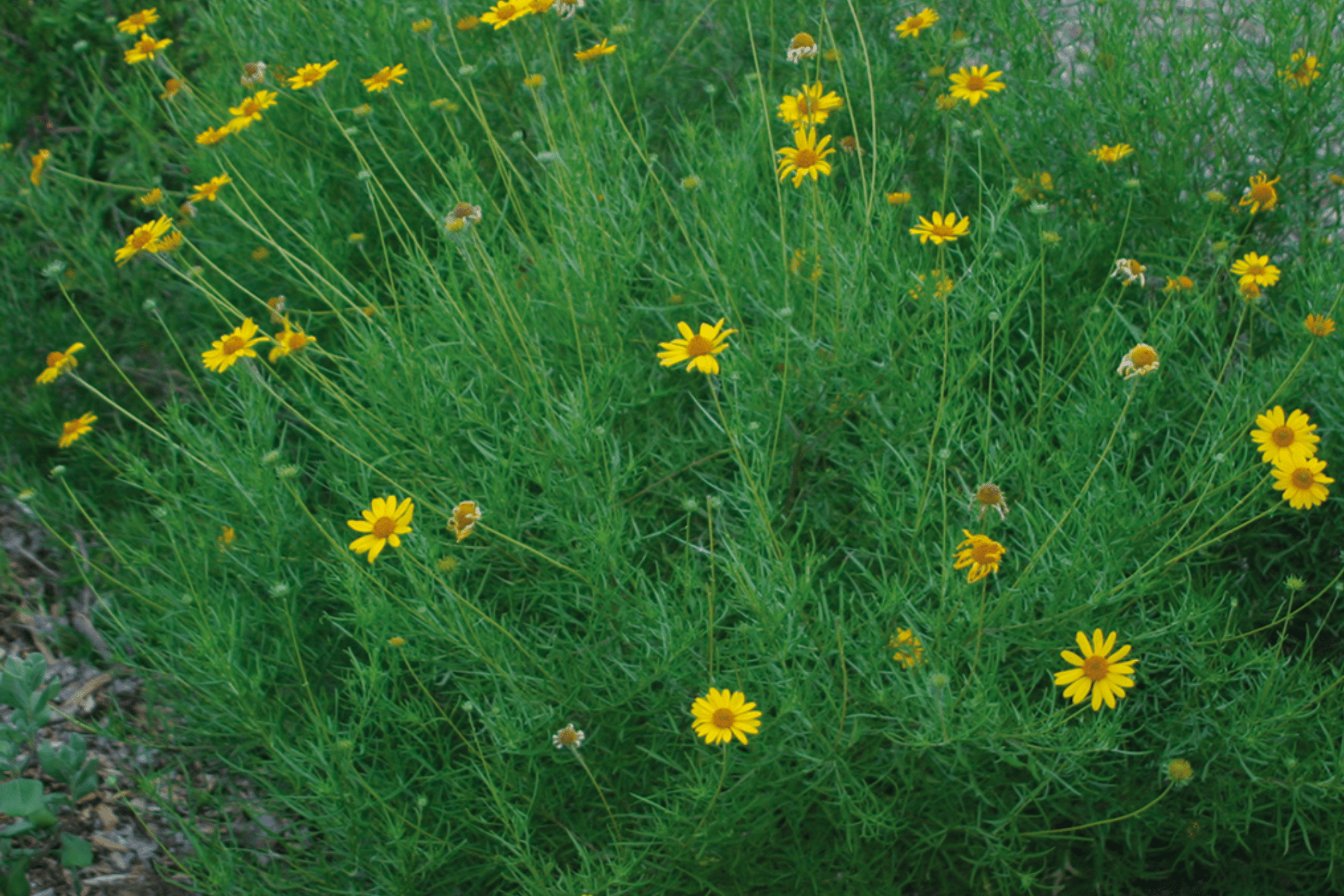 skeleton flower seeds for sale Skeleton Leaf Goldeneye – Native Gardeners