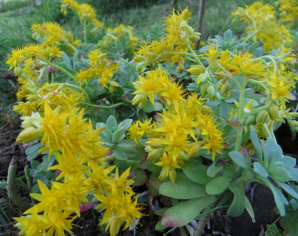succulent yellow sedum Palmer's Sedum