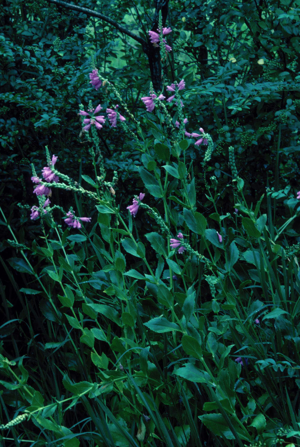dragon head plant Correll's False Dragonhead