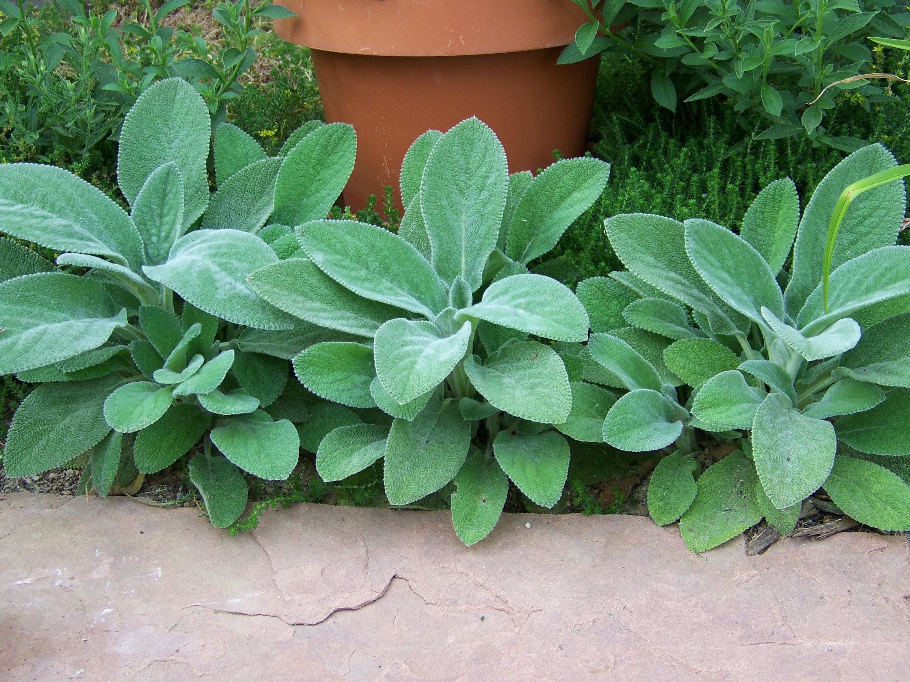 succulent that looks like lamb's ear Lamb's Ears