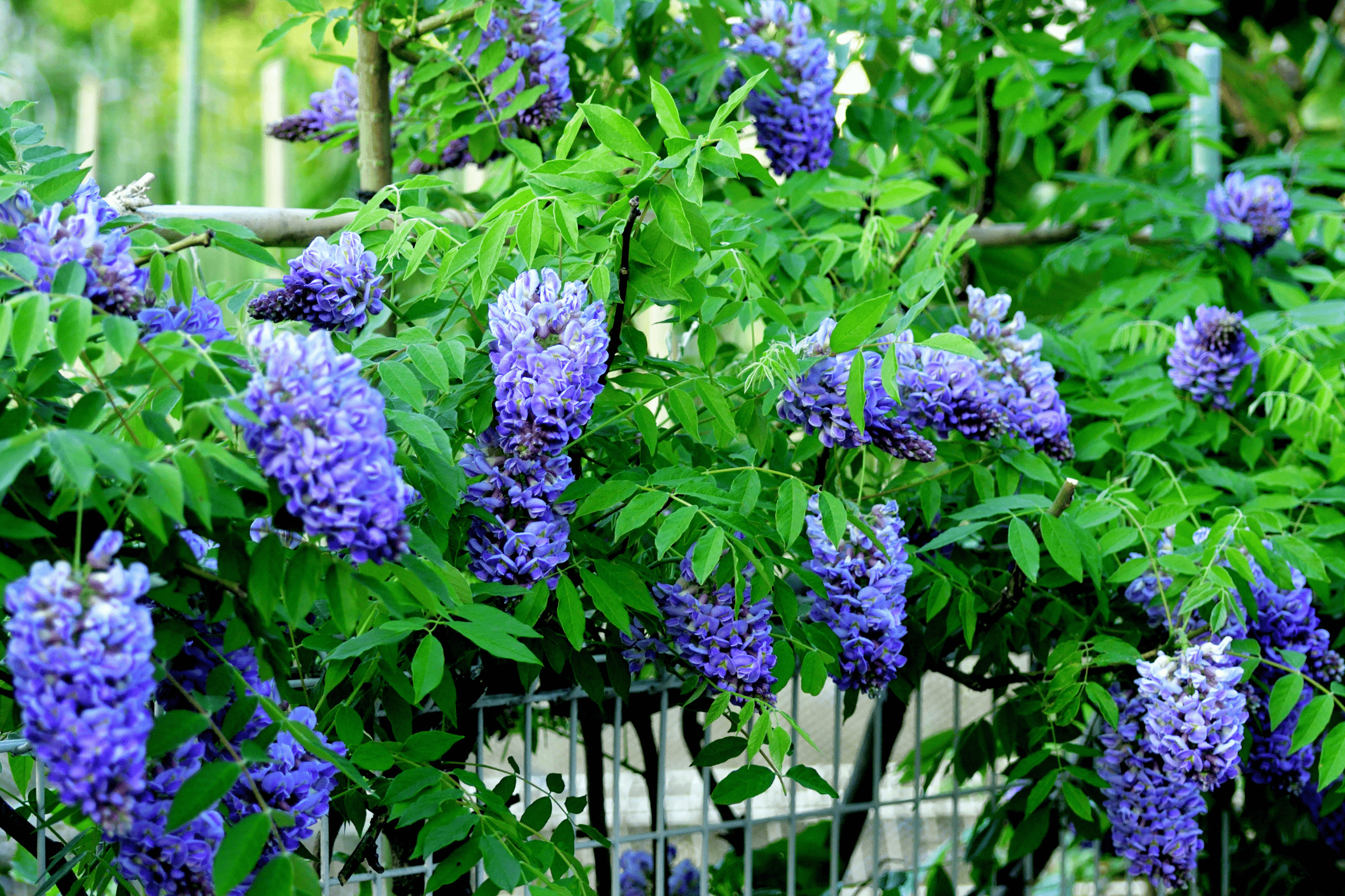fertilizer for wisteria plants Texas Wisteria – Native Gardeners