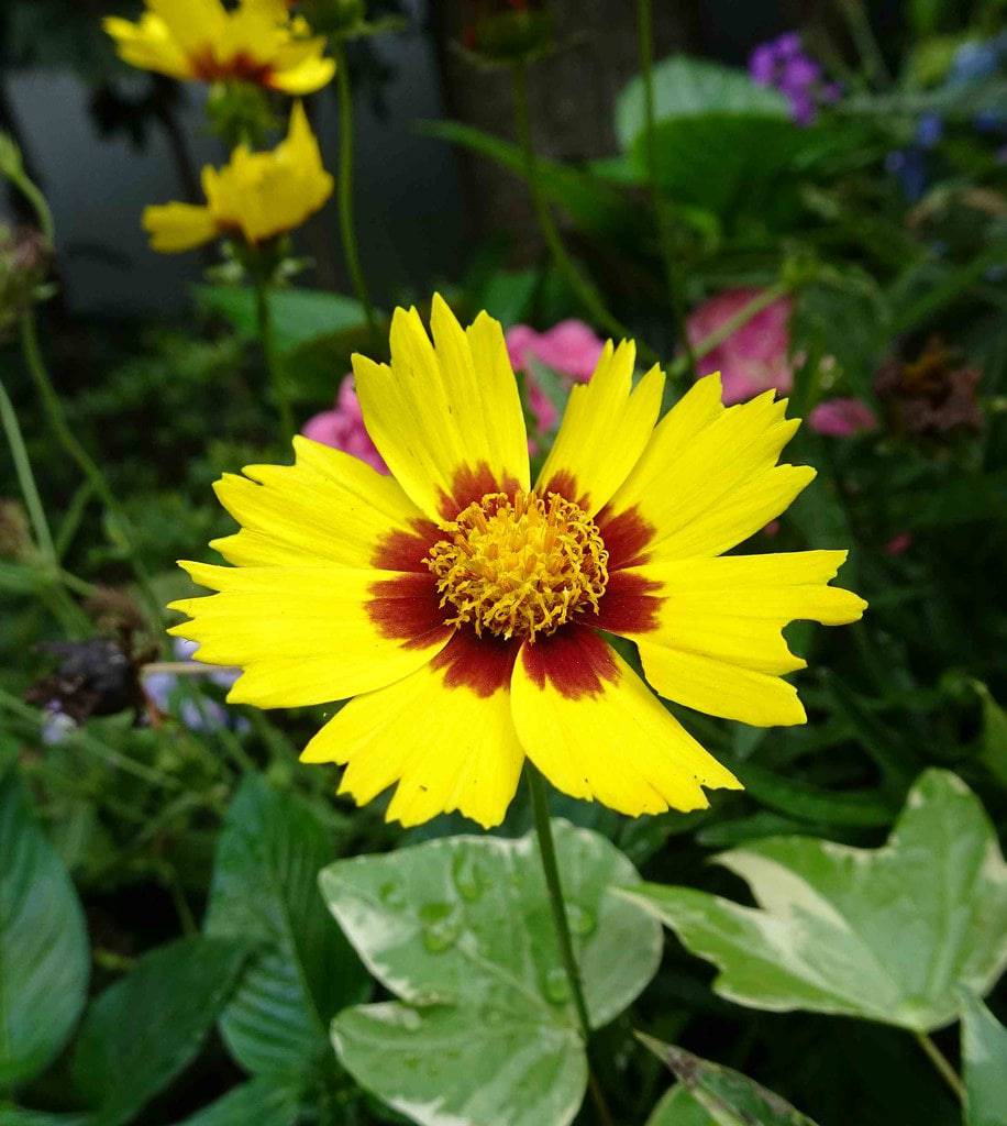 tick seed plant Largeflower Tickseed 'Heliot'