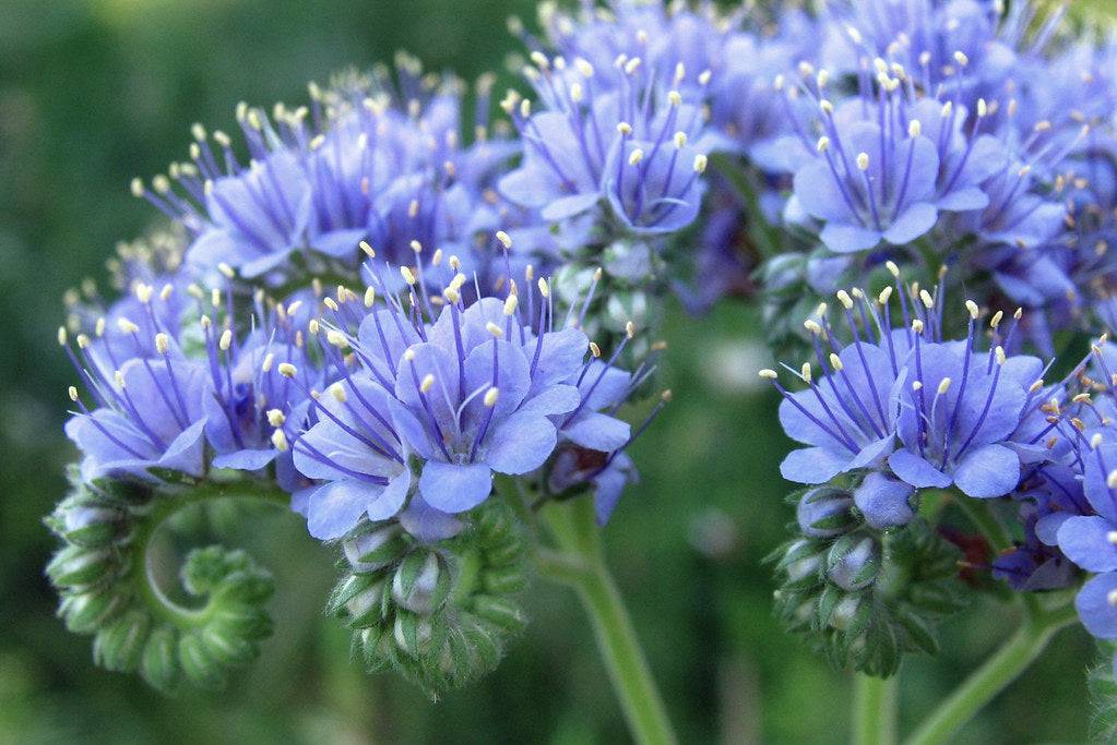 blue curls succulent Blue Curls