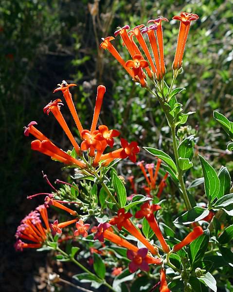 Firecracker Penstemon – Native Gardeners