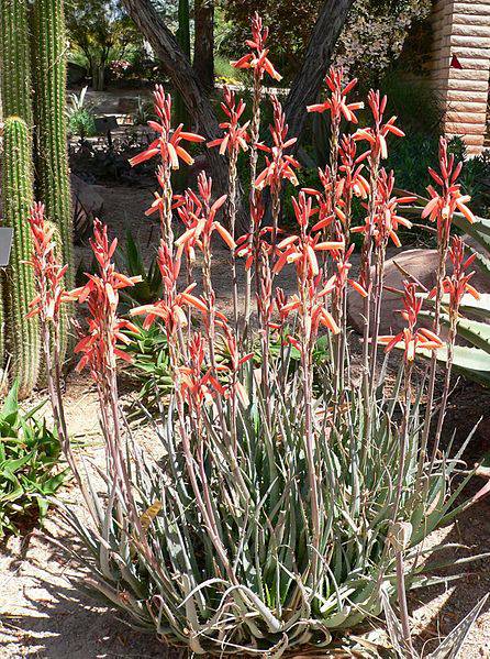 red aloe vera plant Aloe 'Blue Elf' – Native Gardeners