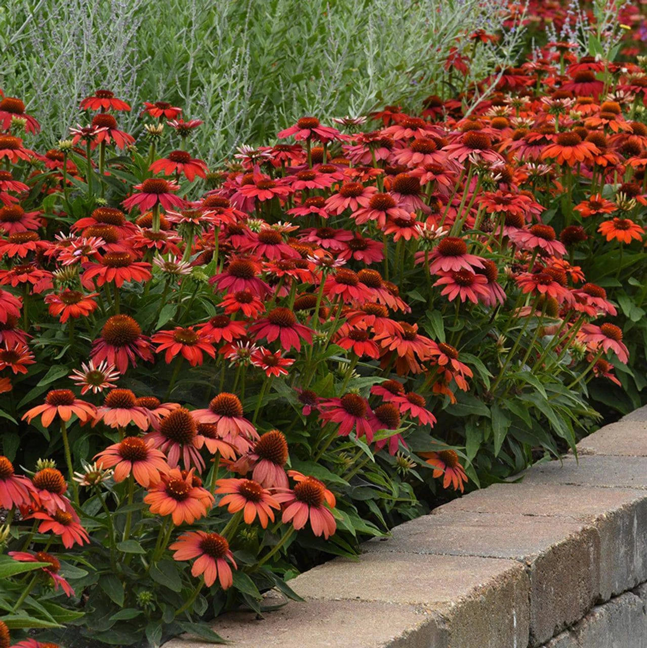 echinacea succulent Red Ombre Coneflower