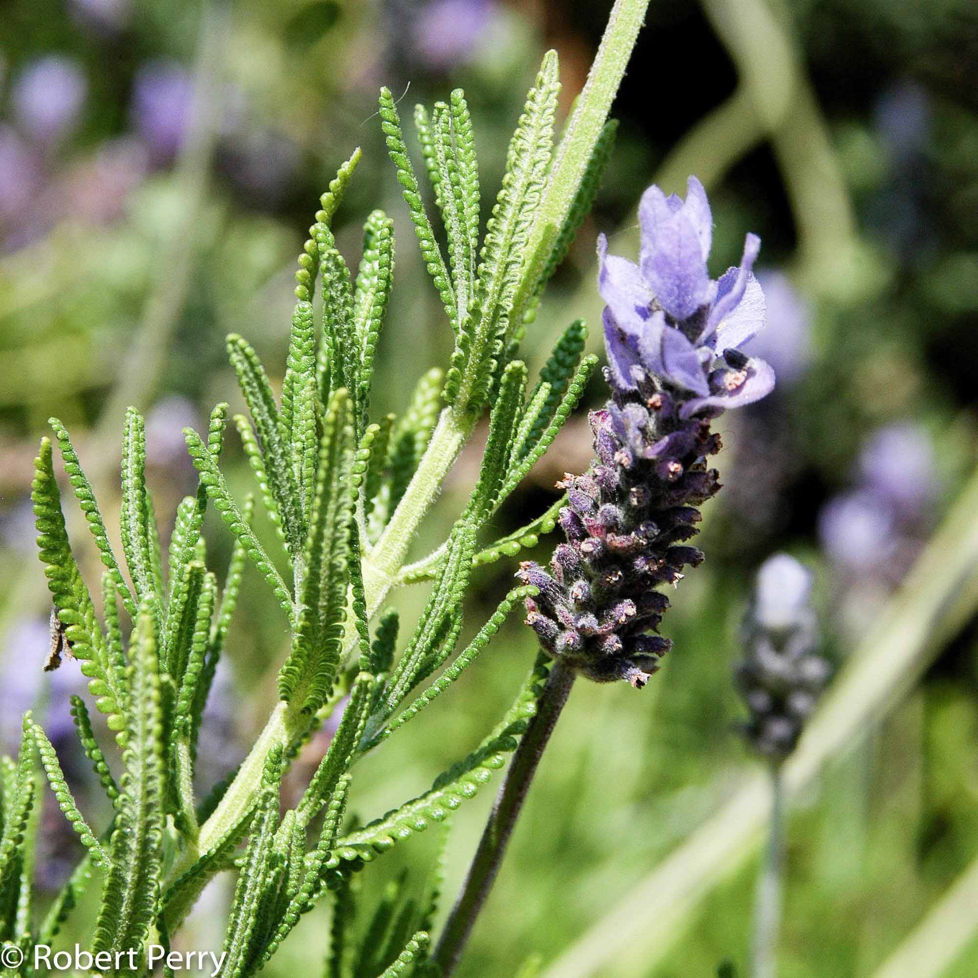 where to buy french lavender plants French Lavender
