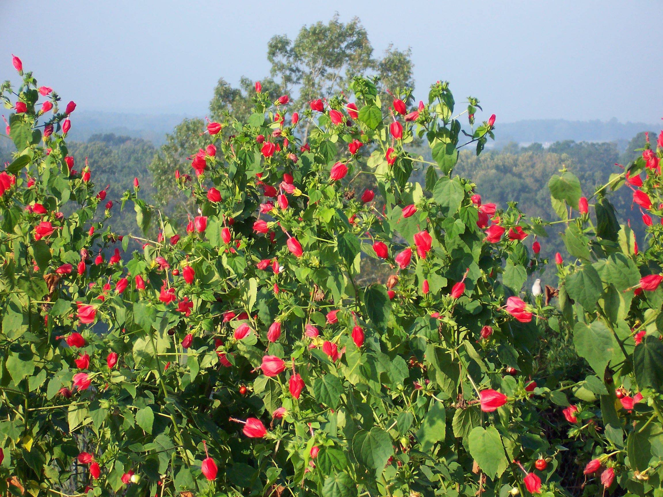 Turk's Cap 'Big Momma'