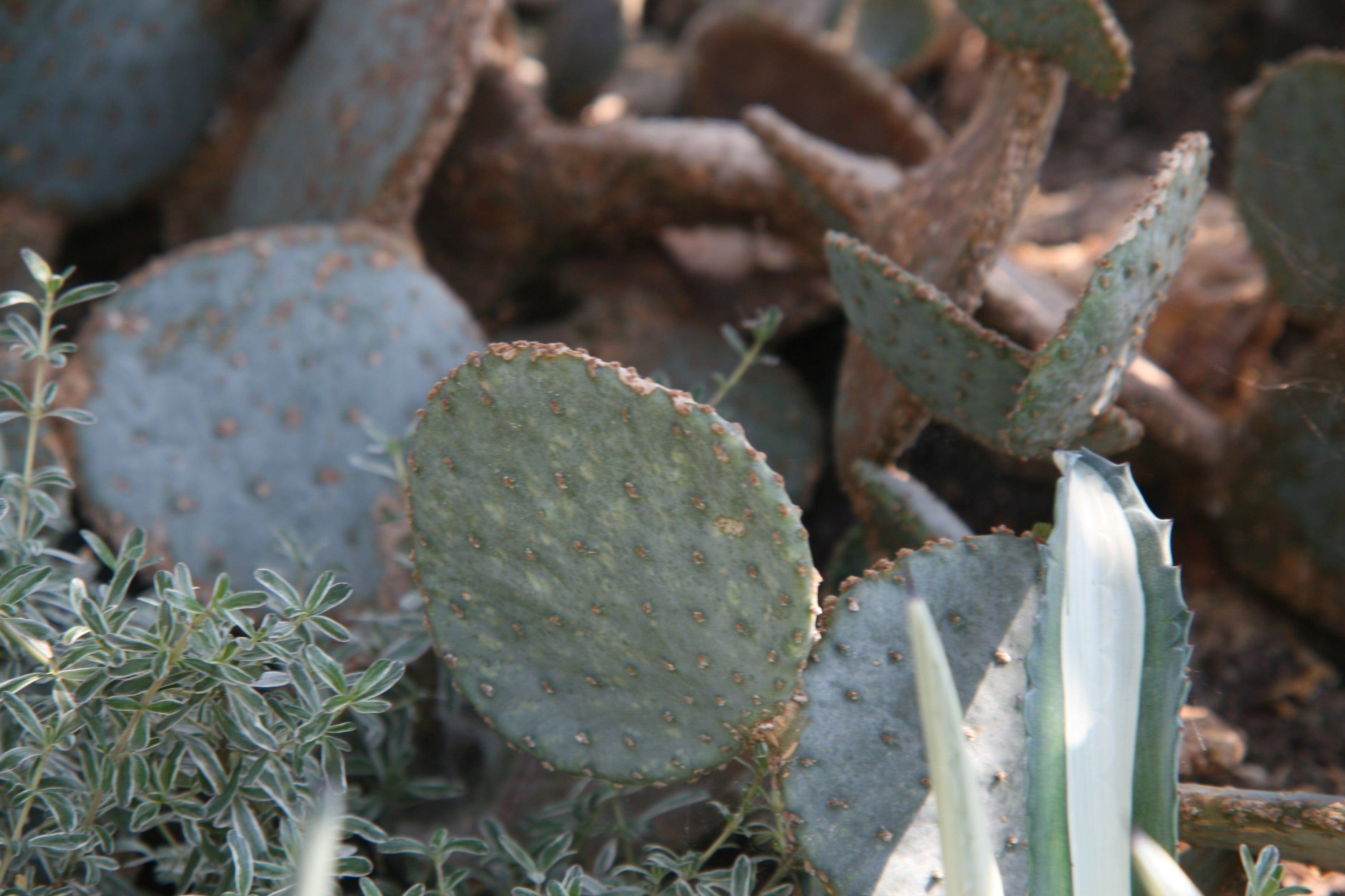 santa rita purple prickly pear cactus Prickly Pear 'Santa Rita' – Native Gardeners