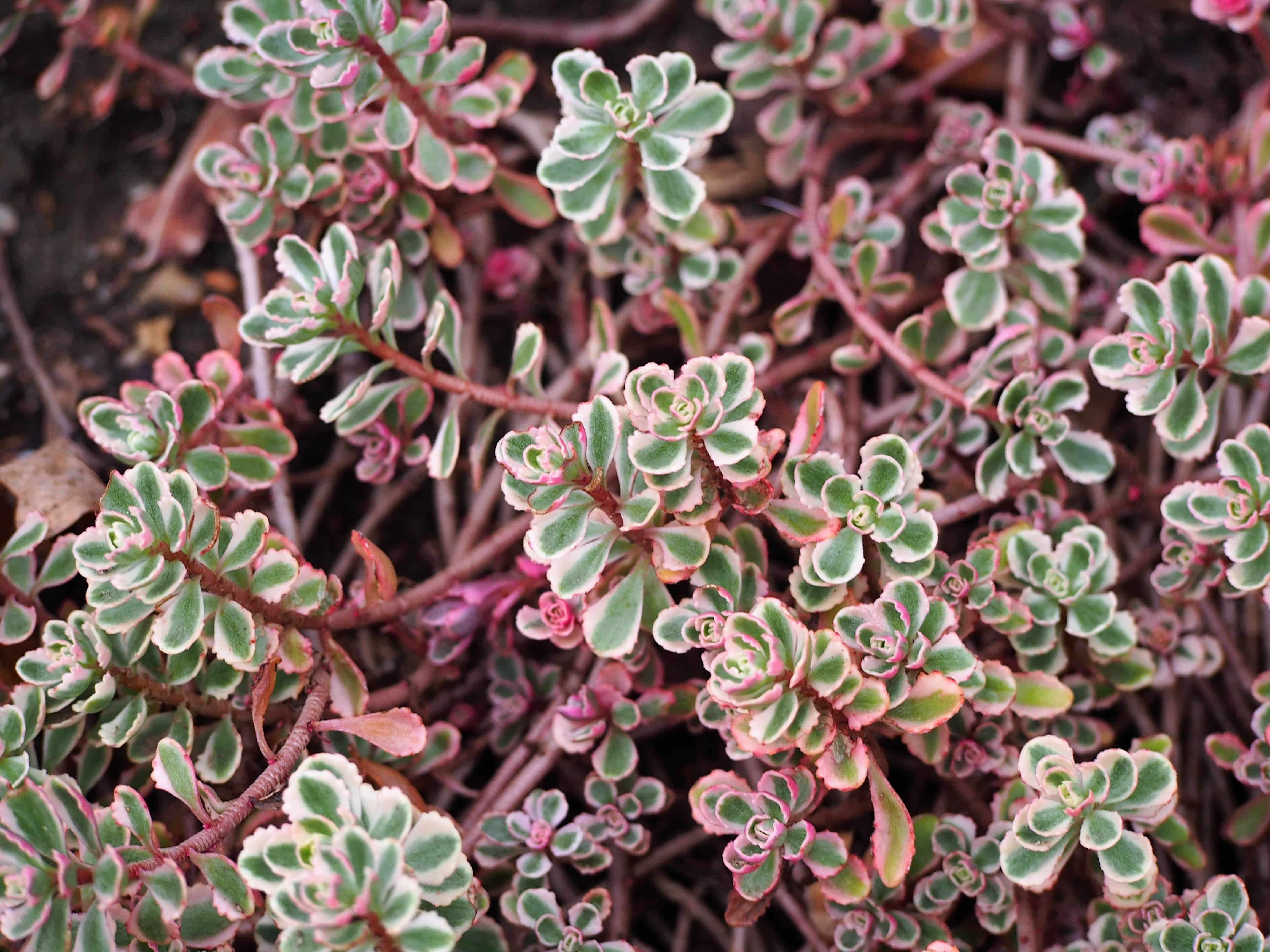 dolomite tricolor succulent Sedum spurium 'Tricolor' 4 Inch