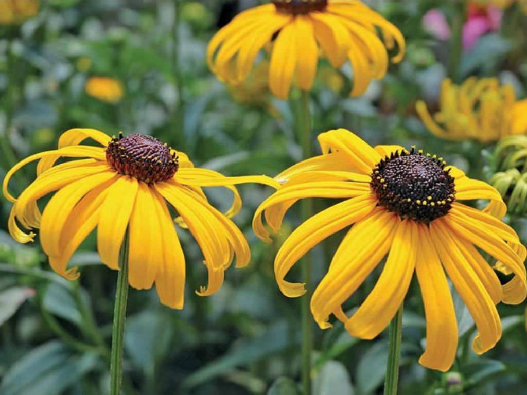 seed bearing plants with flowers Black-eyed Susan Early Bird Gold