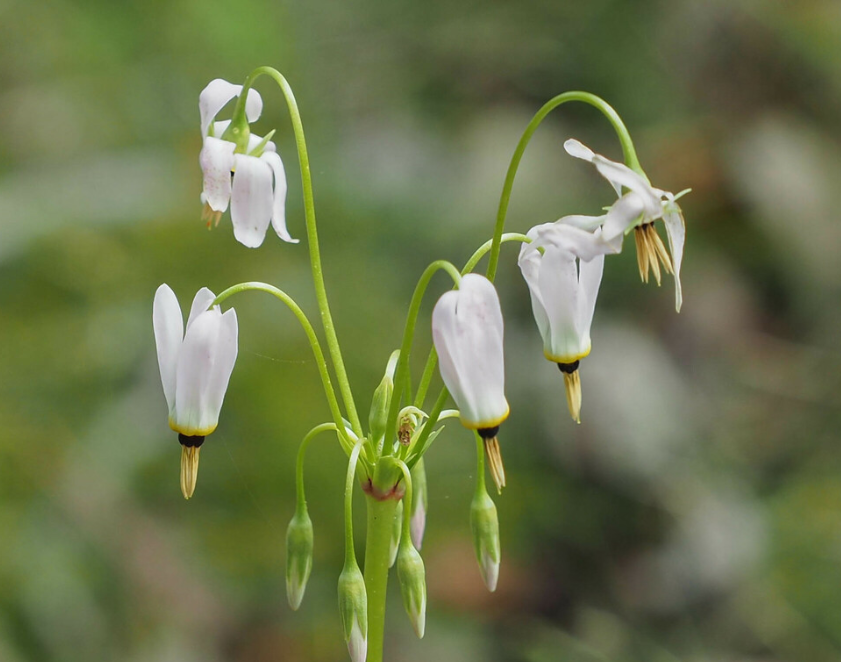 lavender shooting star plant Shooting Star
