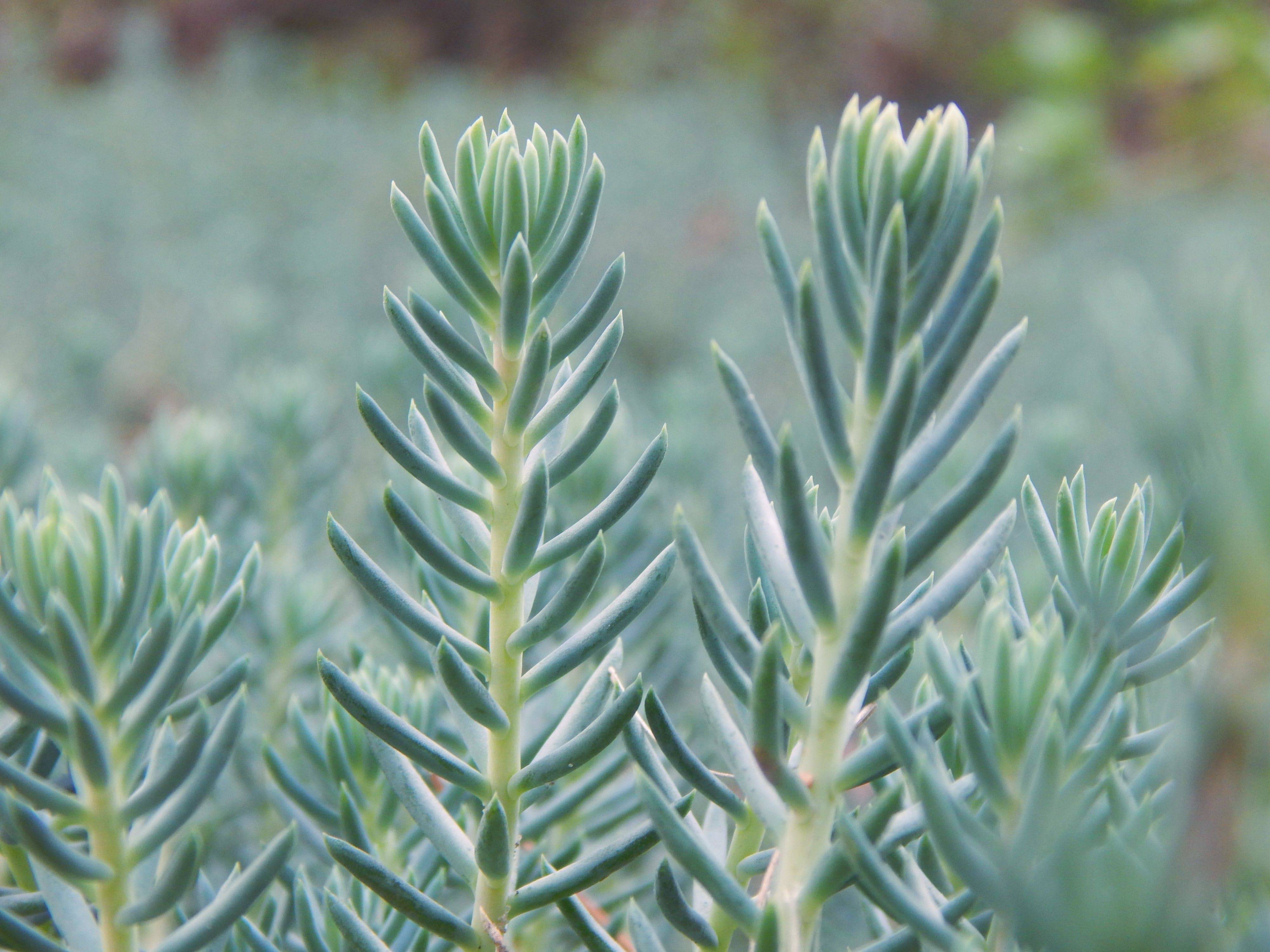 blue spruce succulent care Blue Spruce Sedum