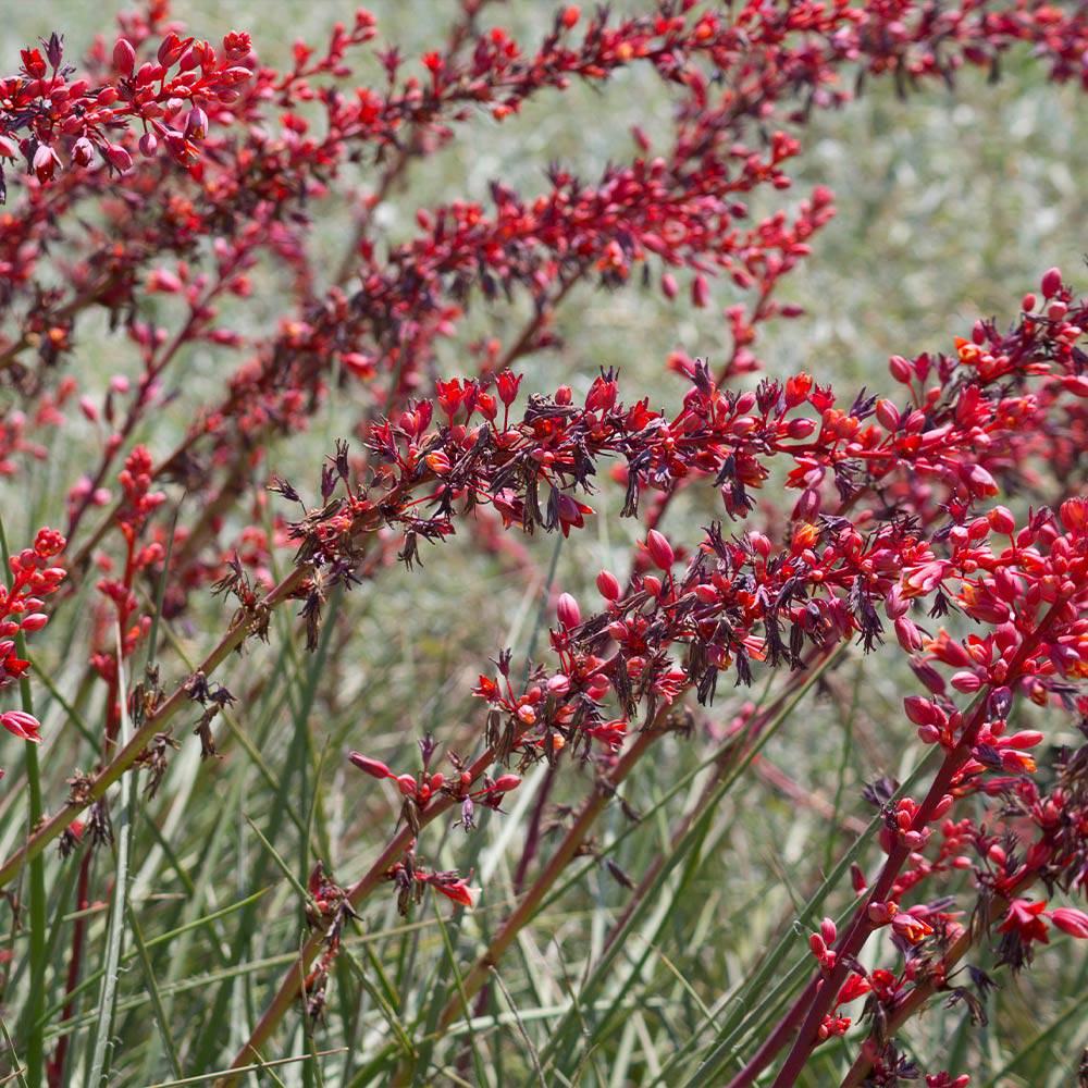 Dwarf Red Yucca ‘Stoplights’ | Native Gardeners