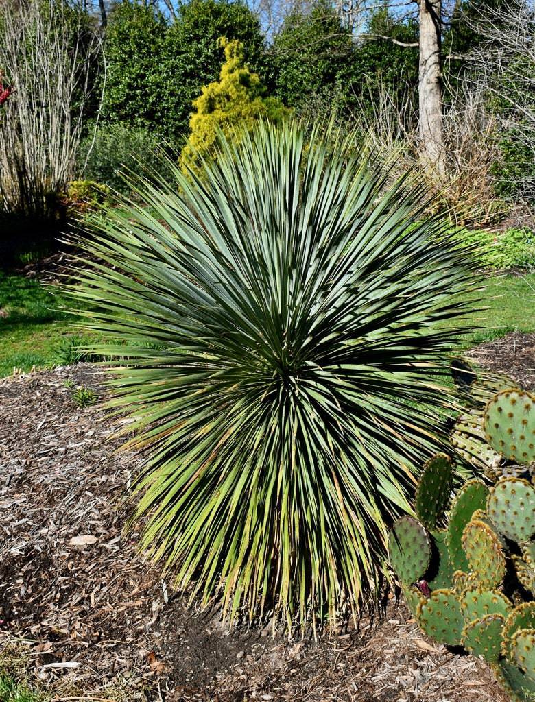 can yuccas be split Beaked Yucca