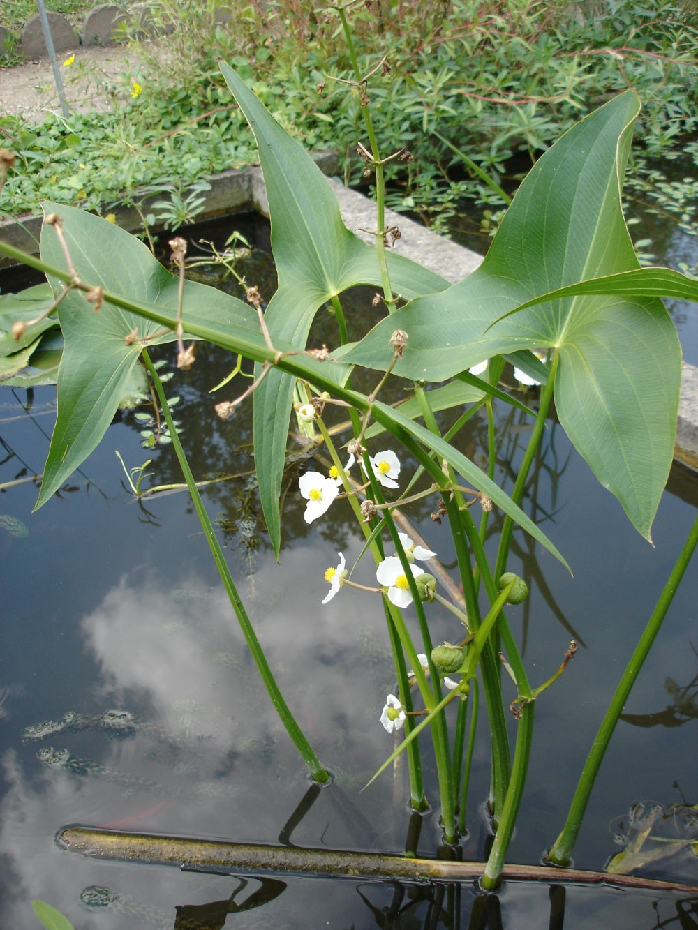 arrowhead plant seeds Broadleaf Arrowhead