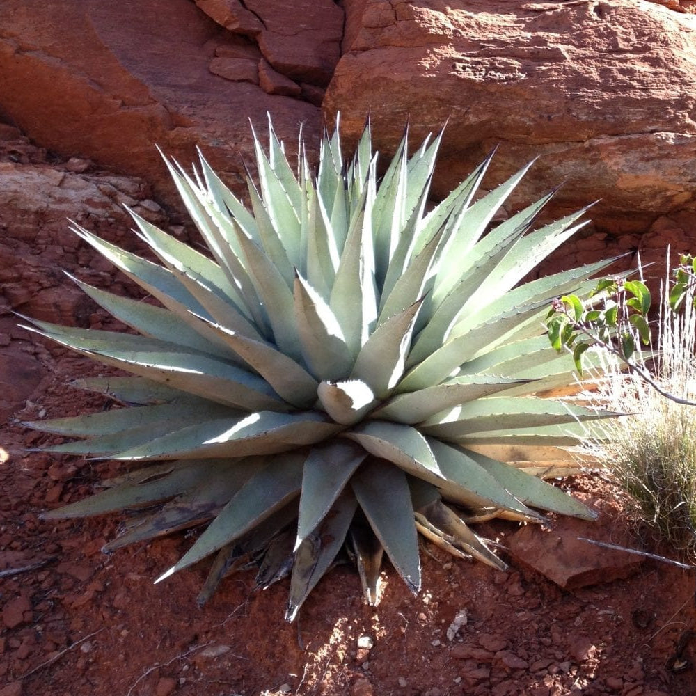 agave arizona Coues Agave – Native Gardeners