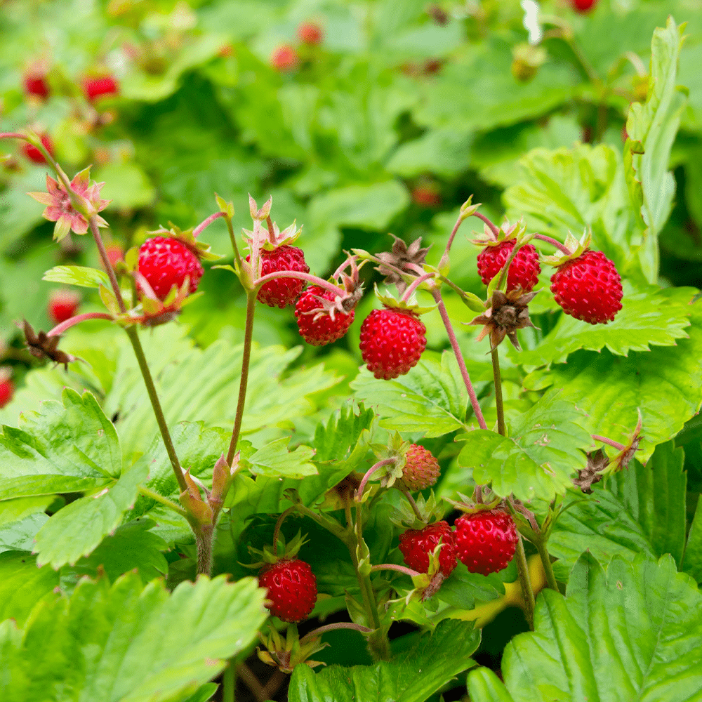 planting wild strawberry seeds Wild Strawberry