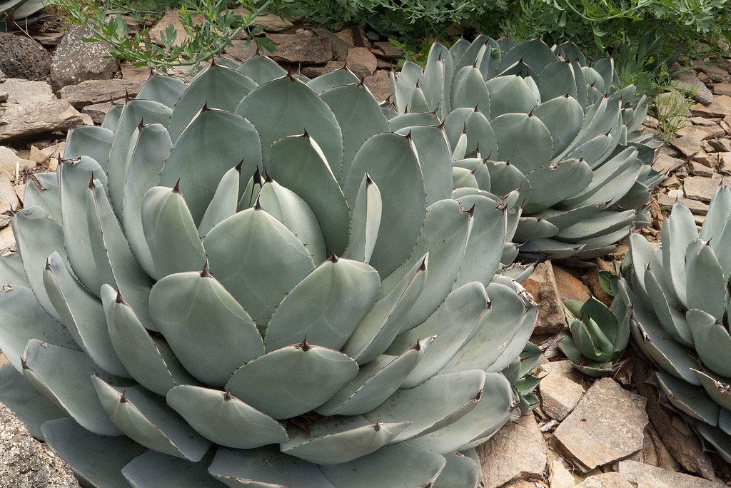 アガベ Agave parryi 'Border Guard'   99 Parryi Agave – Three Timbers Landscape Materials