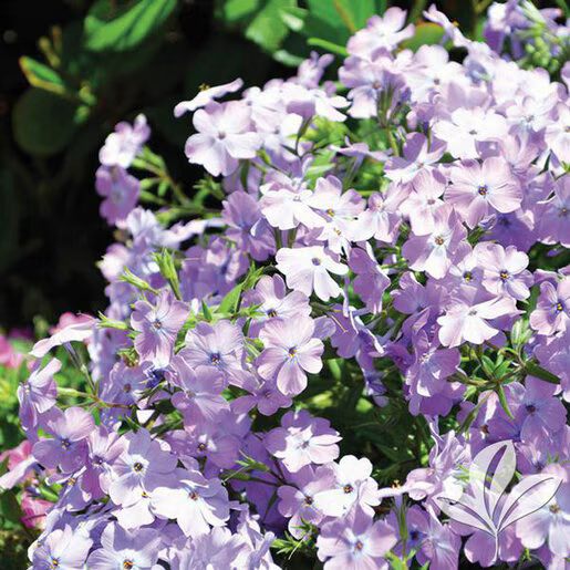 Creeping Phlox 'Paparazzi Angelina' – Native Gardeners