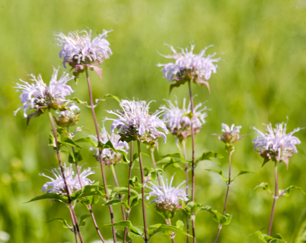 planting bergamot seeds Wild Bergamot Beebalm