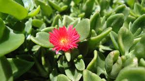 Red Hardy Ice Plant  Native Gardeners