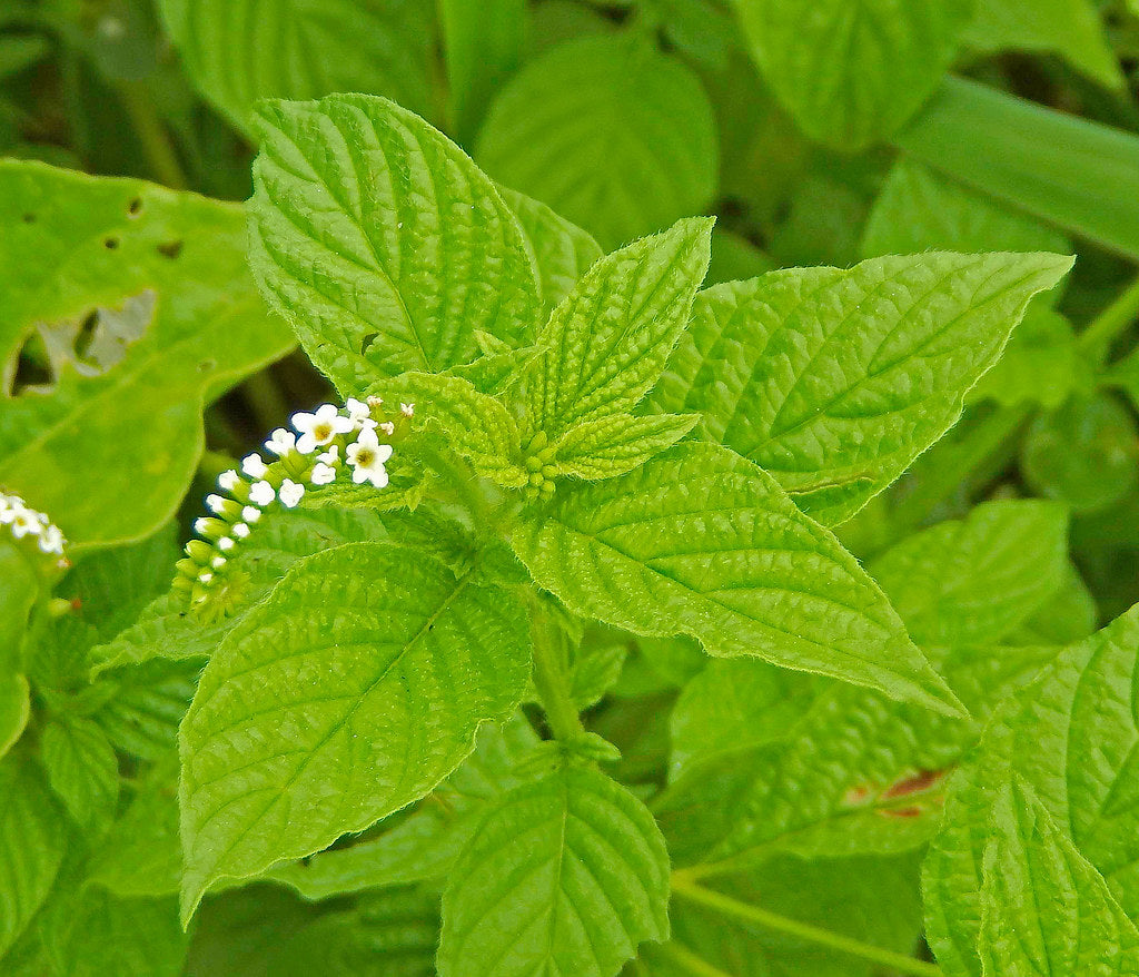 scorpion tail plant seeds Scorpion Tail