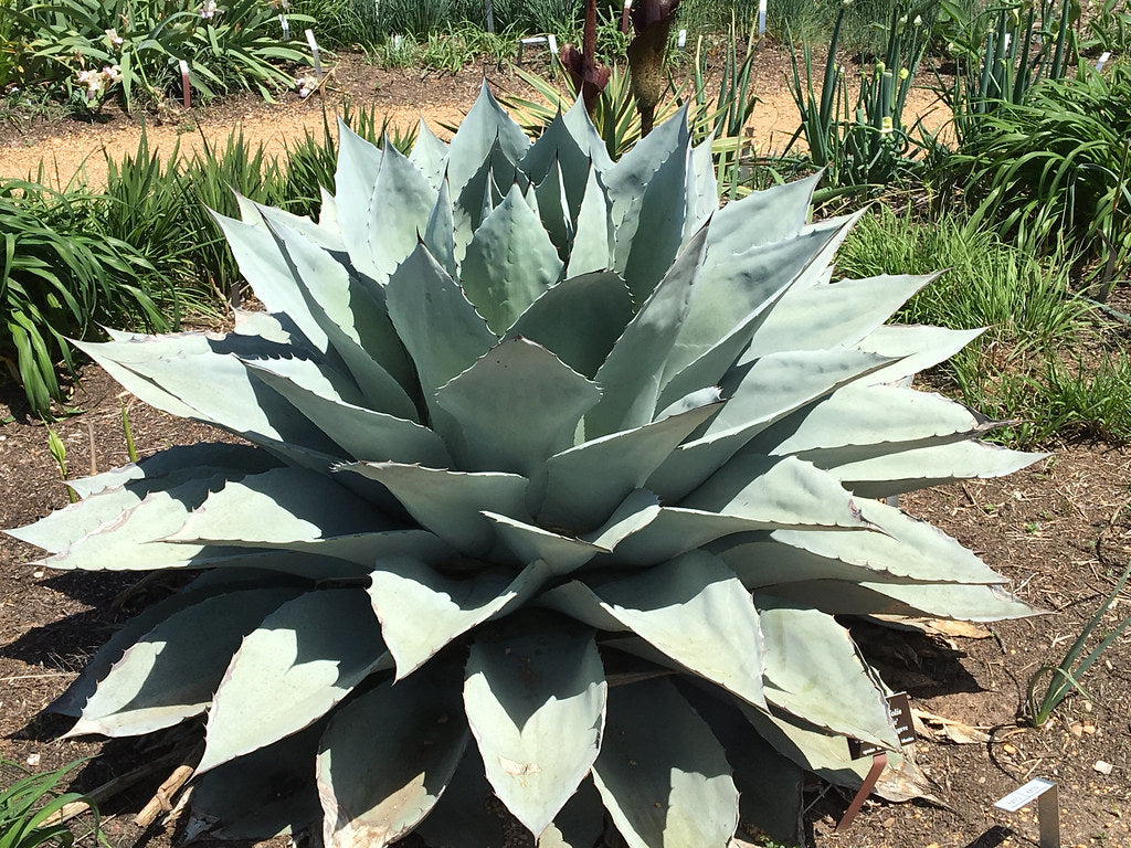 frosty blue succulent Frosty Blue Whale's Tongue Agave