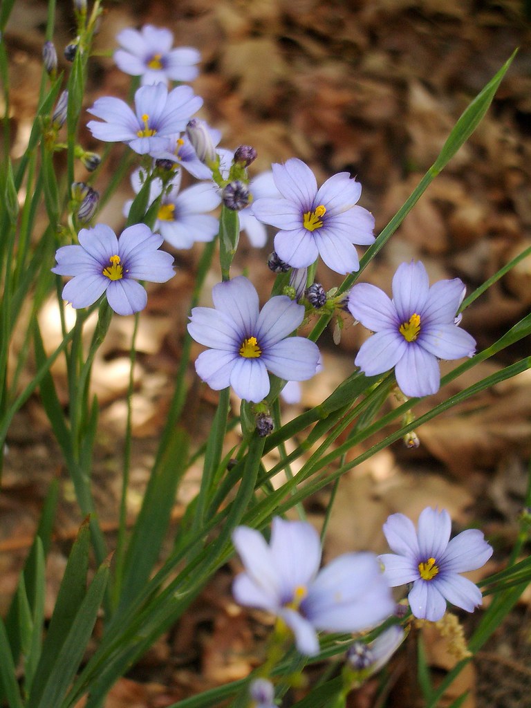 Blue-eyed Grass