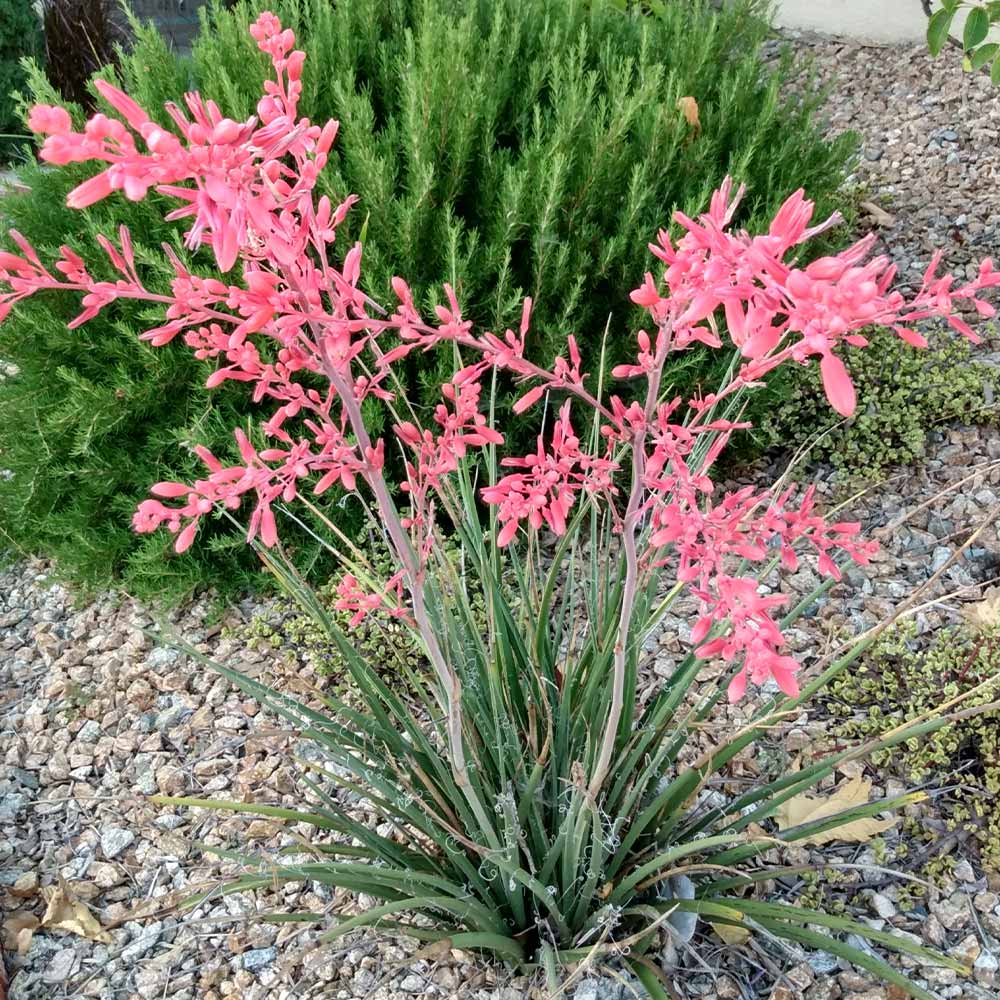 tall red succulent Hesperaloe 'Little Giant' – Native Gardeners