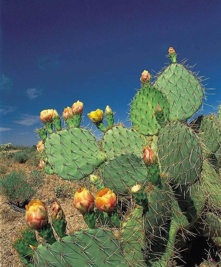prickly pear texas cactus Prickly Pear 'Englemann's'