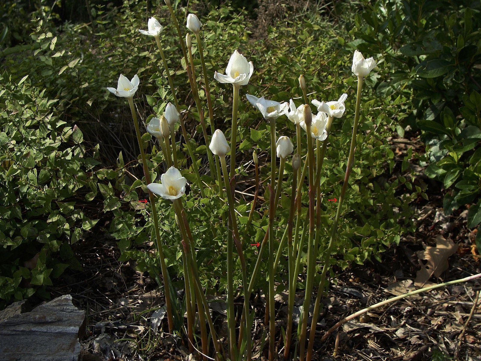 white rain lily texas Evening Rain Lily