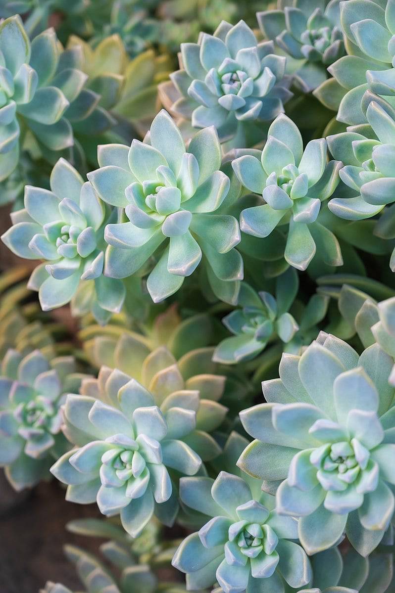bluish succulent Ghost Plant 'Blue' – Native Gardeners