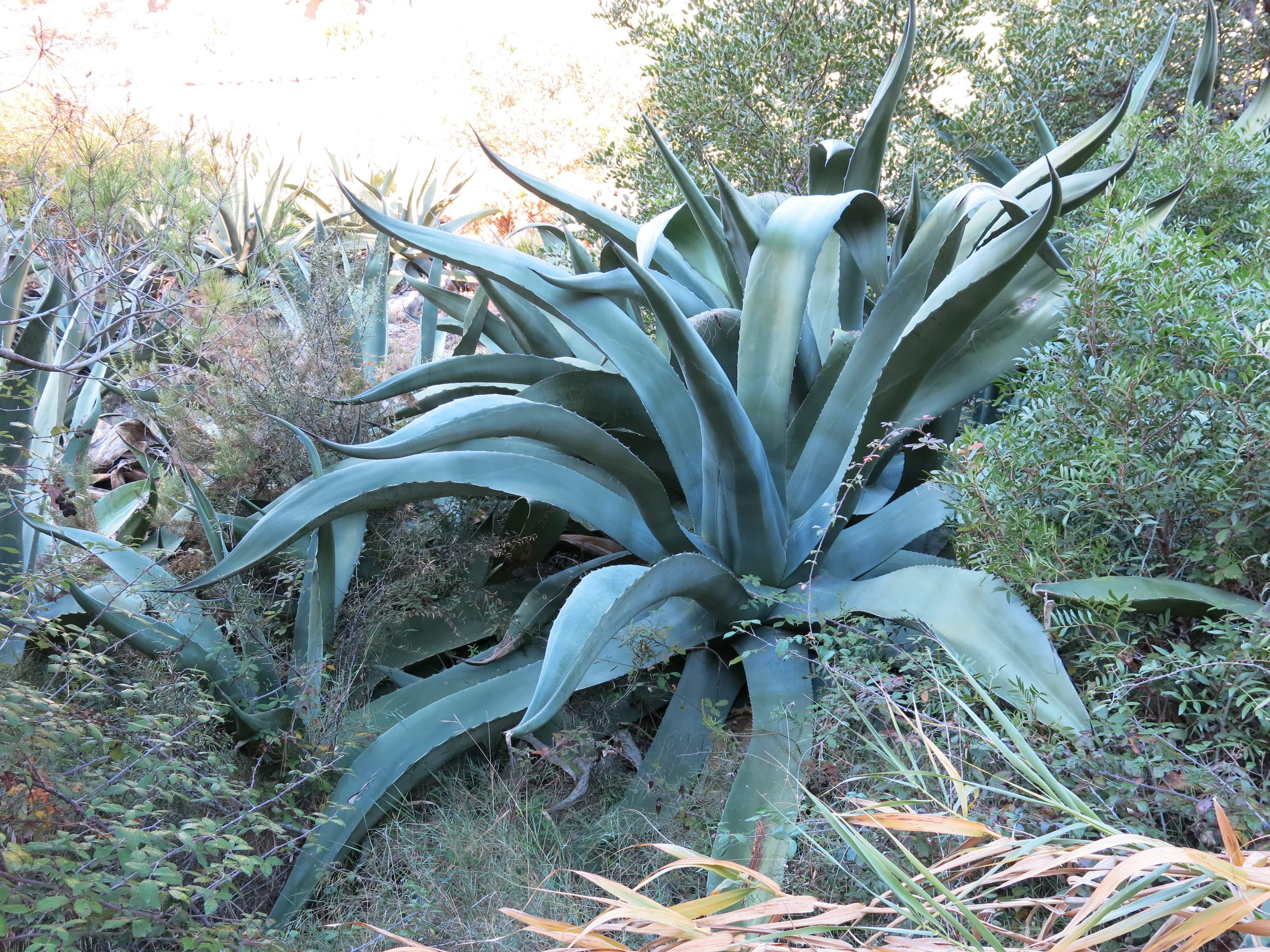 Century Plant Agave – Native Gardeners