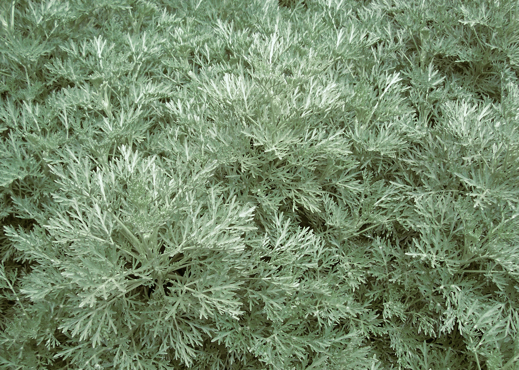 Artemisia 'Powis Castle'