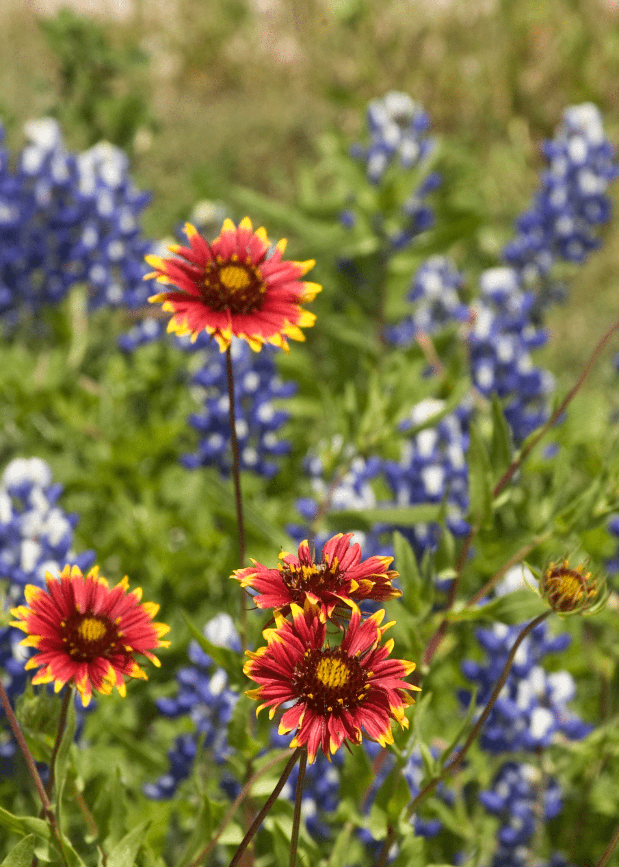 DECORTÉ Wildflower Wonderland 2x18g Wildflower Mix – Native Gardeners