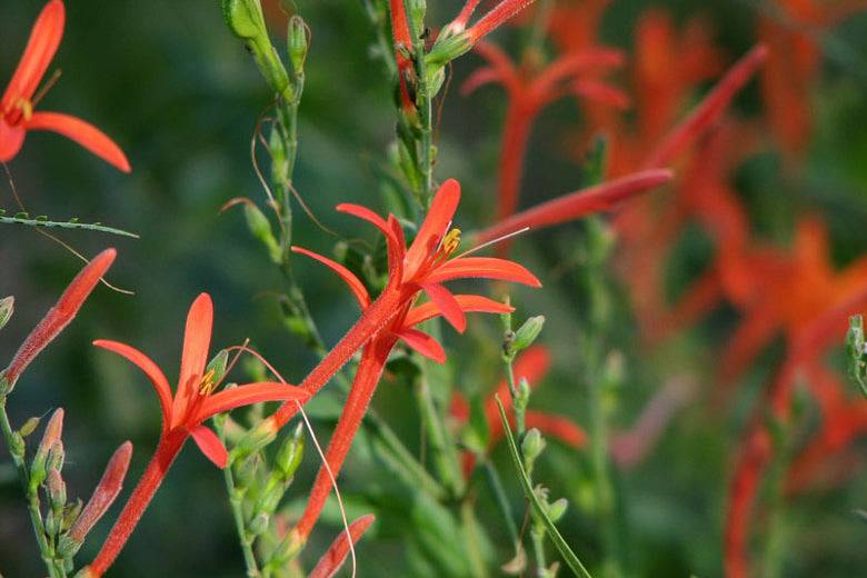 Flame Acanthus