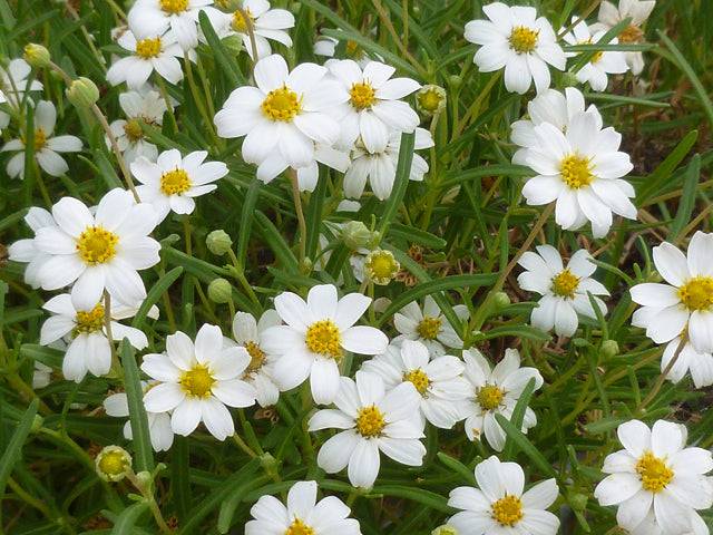 succulent daisy Blackfoot Daisy