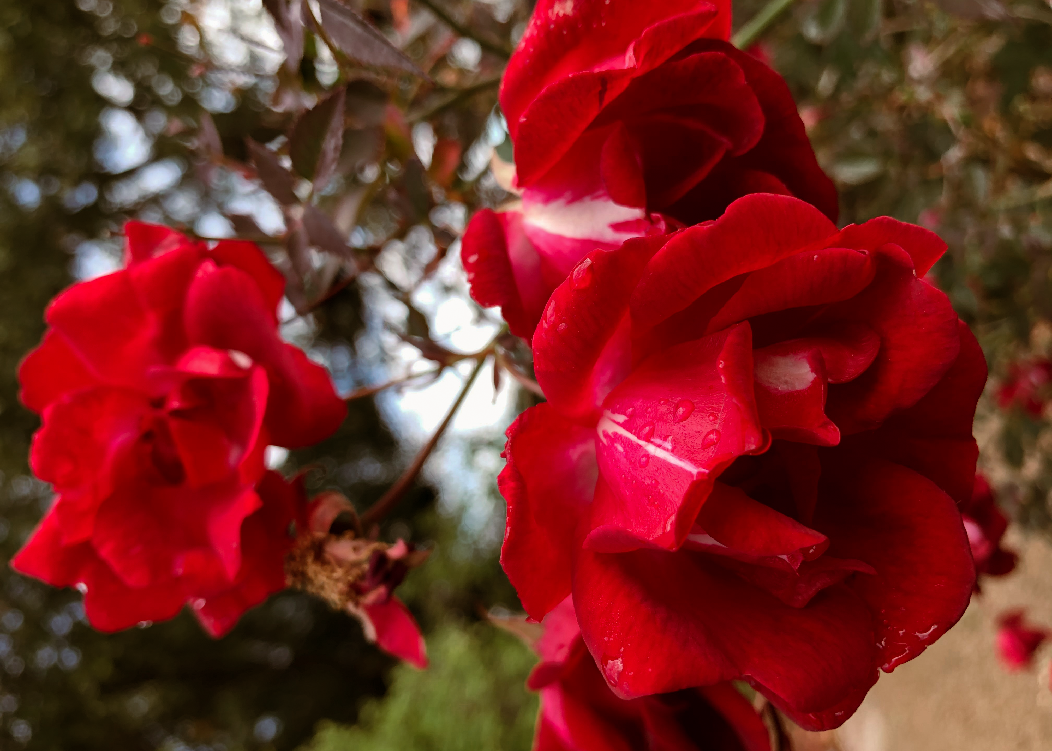 Mr.版画 【Martha (Red Flower)】ED100 Mr.版画 【Martha (Red Flower)】ED100 Mr.版画 【Martha (Red Flower