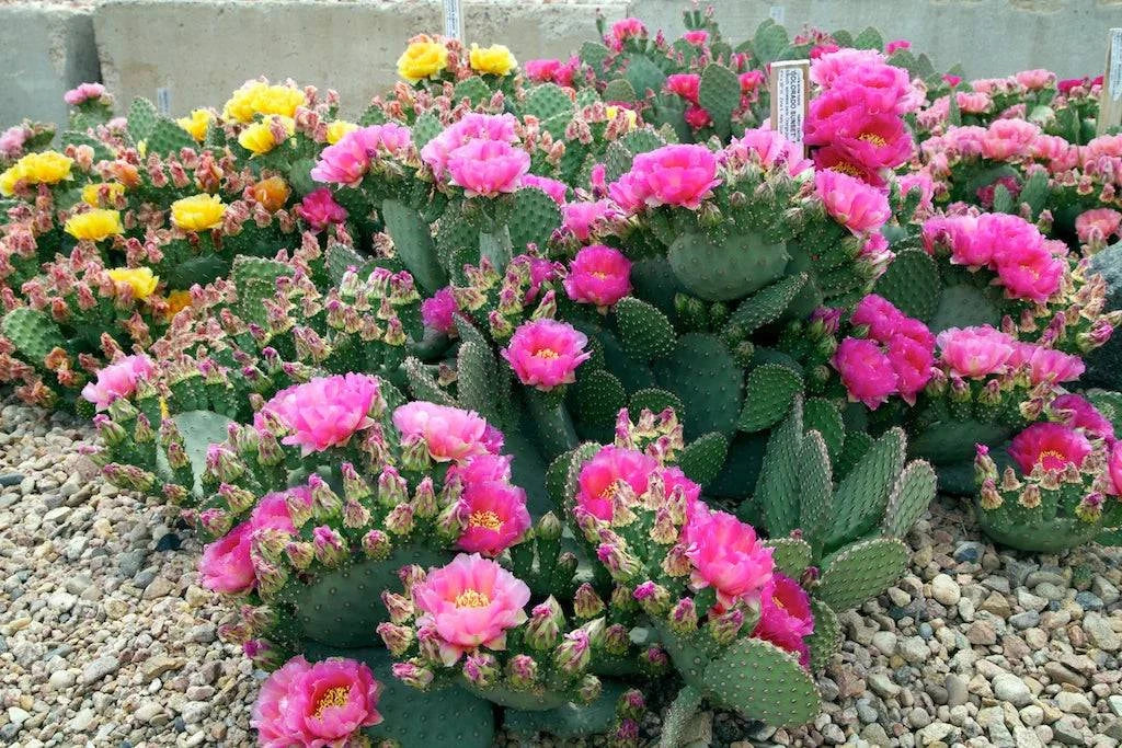 cold hardy prickly pear cactus Prickly Pear "Watermelon Man" – Native Gardeners