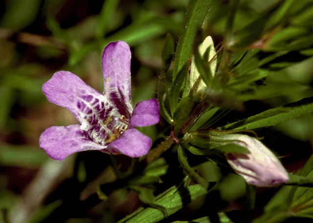 purple plant looks like snake plant Snake Herb – Native Gardeners