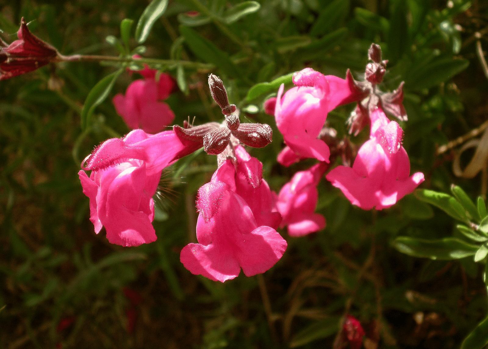 Salvia Greggii 'Pink' – Native Gardeners