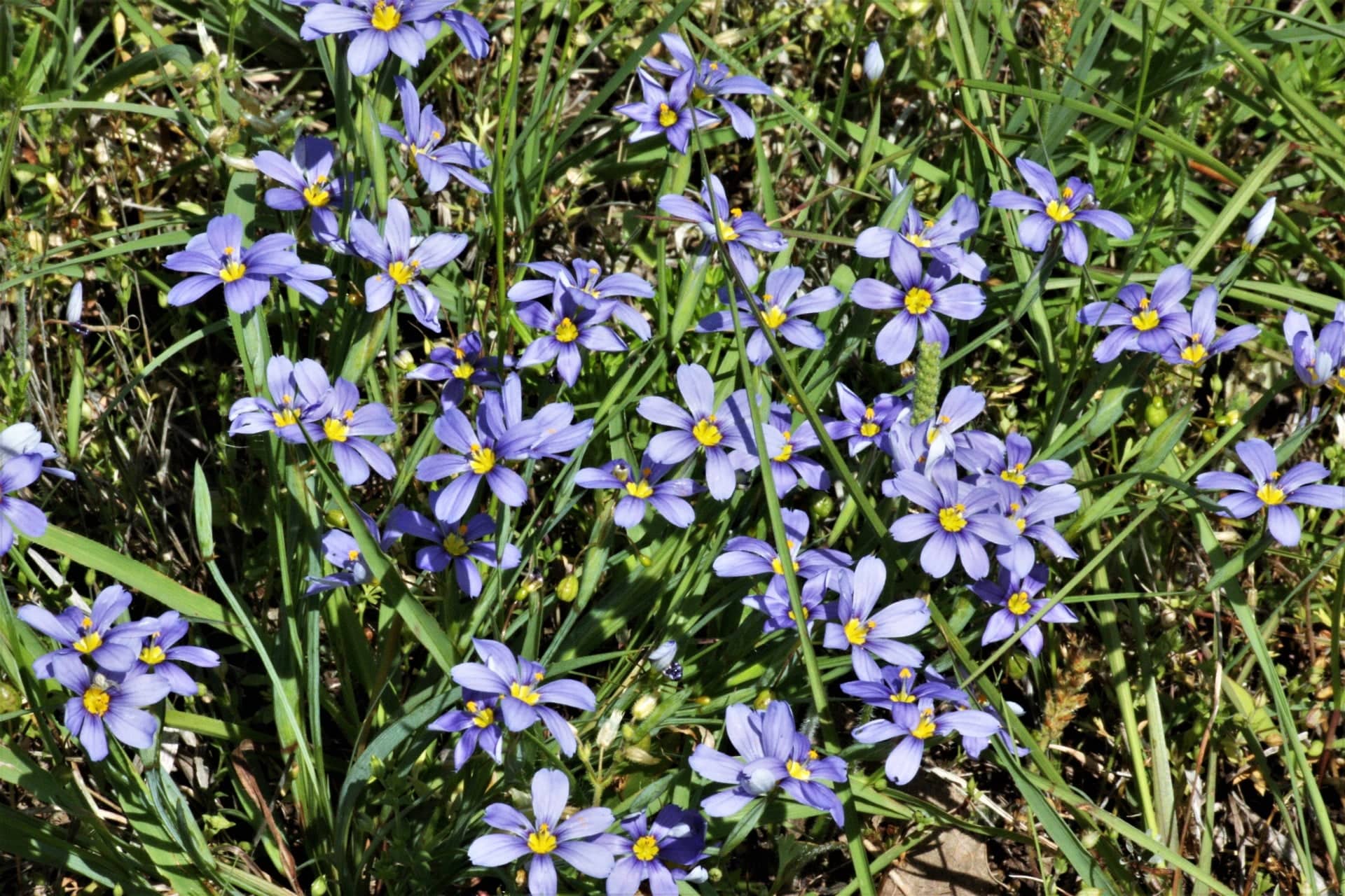 Blue Eyed Grass 'Moody Blues' – Native Gardeners