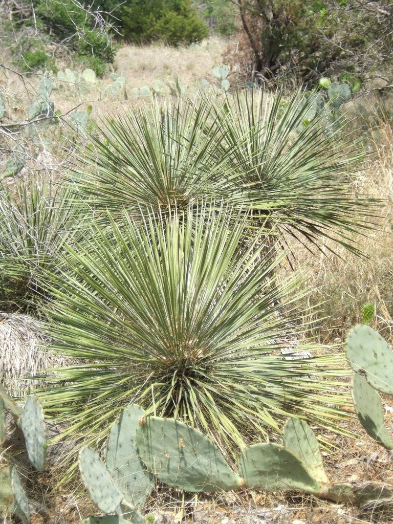 Buckley's Yucca – Native Gardeners