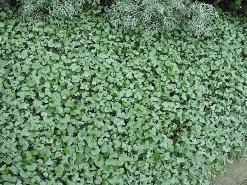 silver succulent ground cover Silver Ponyfoot