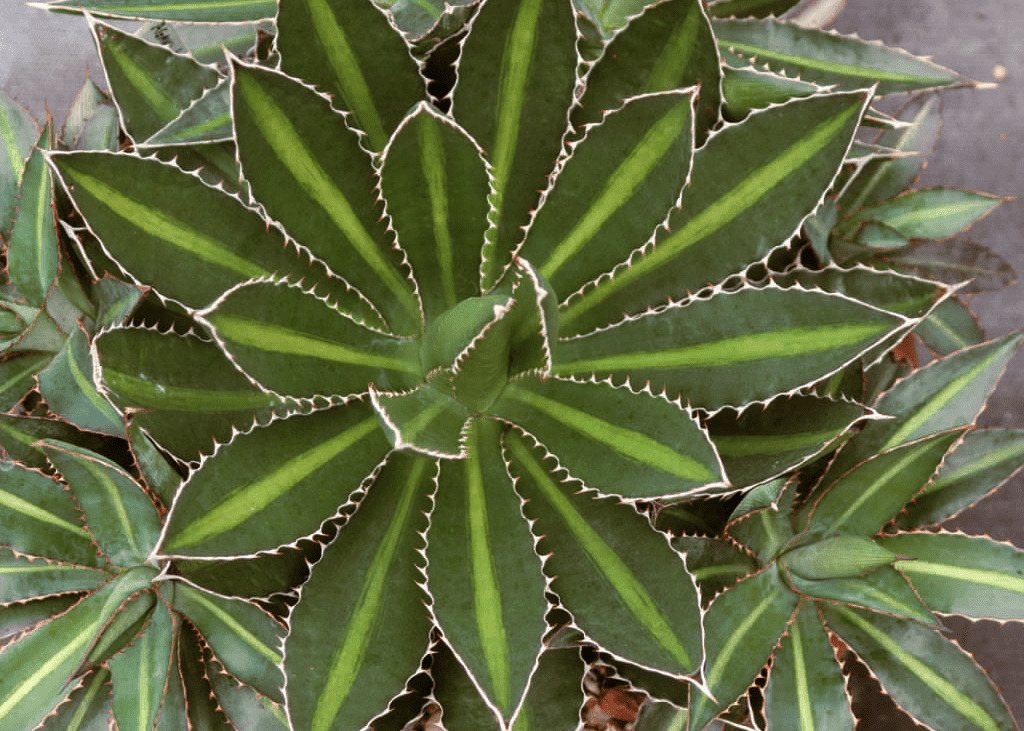 agave lophantha splendida Splendida Agave