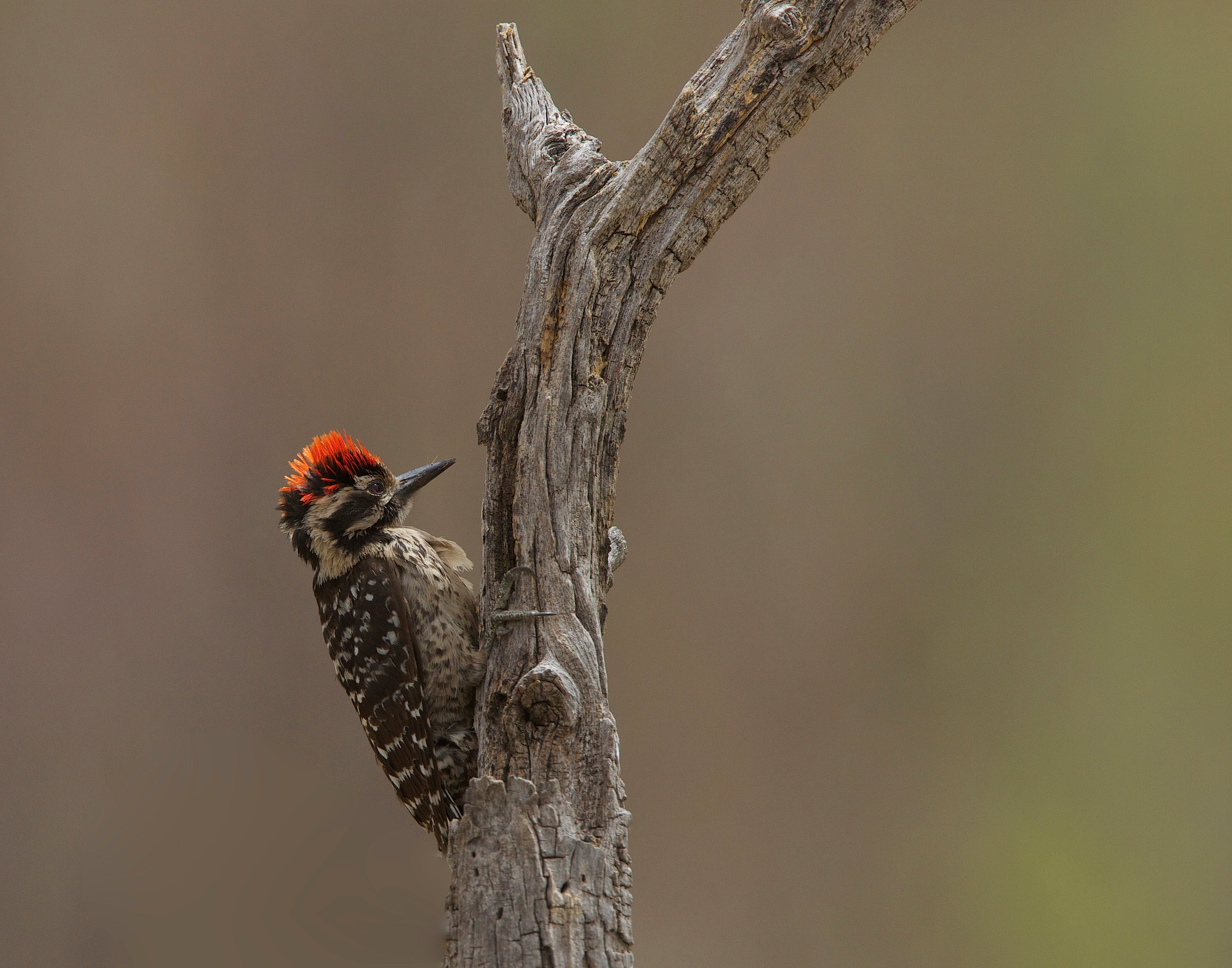 Revitalizing Bird Populations: A Guide for Nature Enthusiasts